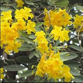 10 Seeds Tabebuia Argentea Yellow (Yellow Trumpet Tree) for Planting - Vibrant Yellow Flowers, Tropical, Garden, Landscaping, Ornamental