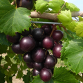 Wild Muscadine Seeds – Vitis rotundifolia – 5 Seeds, Native Grape Vine, Edible Fruit, Drought-Tolerant, Pollinator-Friendly, Fast-Growing