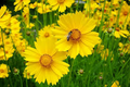 100mg Coreopsis Lance Leaved Dwarf Seeds, Coreopsis lanceolata, Compact Yellow Wildflower Blooms
