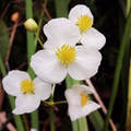 1000 Broadleaf Arrowhead Flower Seeds (Sagittaria Latifolia) | Water Plant, Pond Flower, Native Aquatic Perennial for Gardens