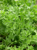 500 Seeds Wrinkled Crinkled Cress (Lepidium sativum) – Tangy, Nutritious Microgreen & Salad Herb