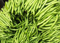 Provider Green Bush Bean 5 Gram Seeds For Planting - Heirloom Non-GMO Variety - High-Yield, Fast-Growing Beans for Garden Beds & Containers