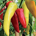 Sweet Banana Pepper Seeds – 300mg for Planting, Heirloom Variety, Mild & Sweet, High Yield, Heat Tolerant, Garden Container