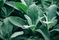 Sage Broadleaf Seeds – 300mg for Planting, Heirloom Variety, Fragrant & Flavorful, High Yield, Drought Tolerant, Culinary Herb
