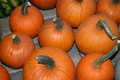 Small Sugar Pumpkin Seeds – 1g for Planting, Heirloom Variety, Sweet & Rich Flavor, High Yield, Perfect for Pies Baking, Garden Container