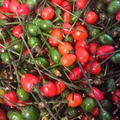 25 Seeds Chiltepin Pepper (Capsicum annuum var. glabriusculum) – Wild Hot Pepper with Bold Heat and Unique Flavor