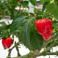 Habanero Caribbean Red Pepper Seeds – 250mg for Planting, Extra Hot Variety, High Yield, Bold Flavor, Great for Salsas Sauces, Garden Ready