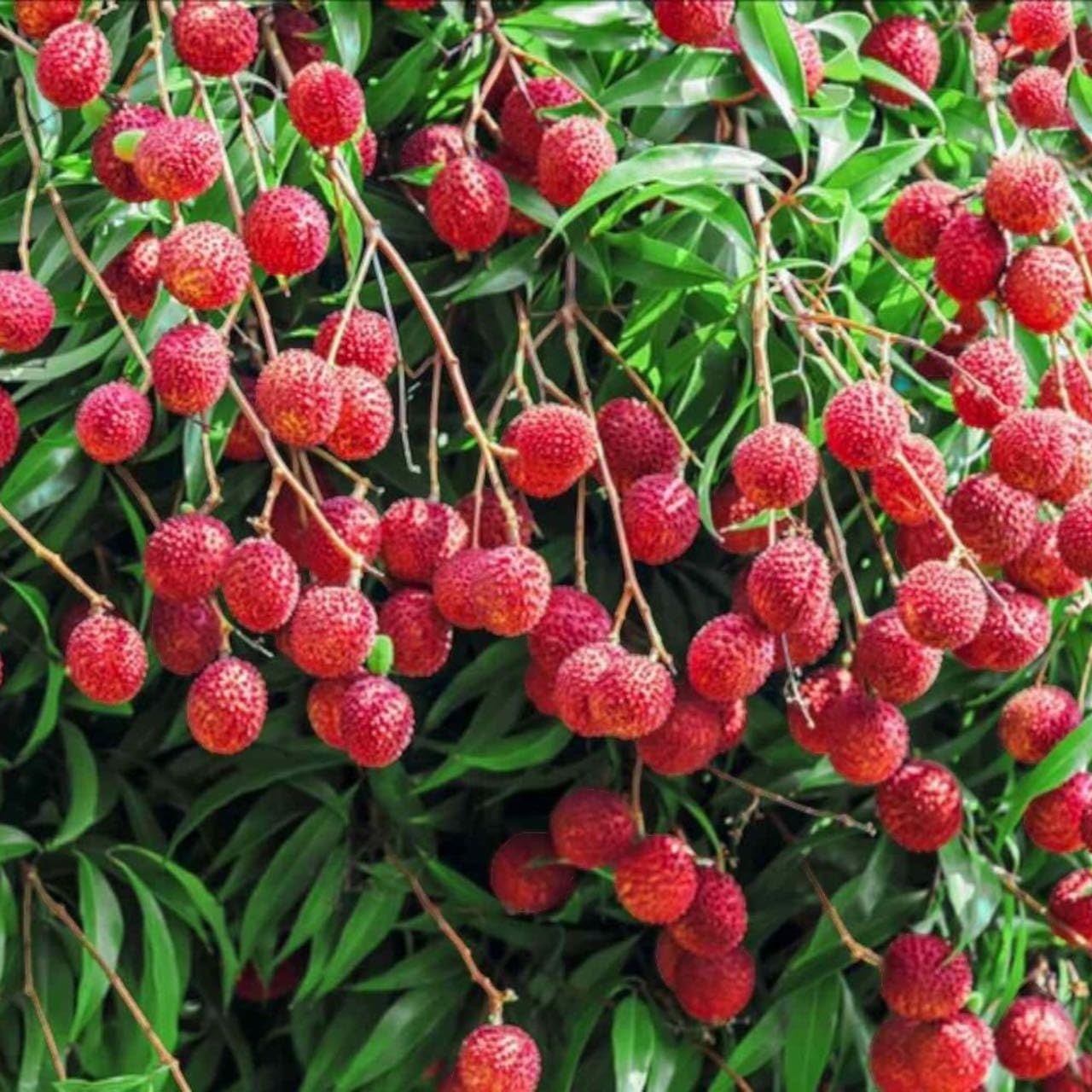 10pcs Lychee Seeds – Tropical Fruit Tree – Heirloom & Non-GMO