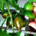 10 Seeds Brad's Atomic Grape Tomato - Rare Heirloom - Non-GMO - Colorful Stripes - Sweet Flavor - Unique Cherry Tomatoes