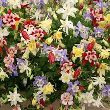McKana Giant Mix Columbine (Aquilegia caerulea) | 100-2000 Seeds – Beautiful, Long-Lasting Blooms