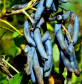 5 Blue Sausage Fruit Tree Seeds (Decaisnea fargesii) – Hardy Ornamental Shrub, 20' Tall