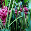 10 Pink Dwarf Banana Tree Seeds (Musa velutina) – Rare Hardy Fruit Plant, Fast-Growing, Zone 7b-11