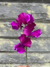 Terry Davey Sweet Pea Seeds – 50+ Lilac Mauve Blooms – Climbing Flower Vine for Bouquets, Trellises, Arches & Cottage Gardens – USA