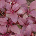500mg Edible Amaranth Seeds Amaranthus tricolor Red Beauty Red Stripe Leaf for Planting | Heirloom Vegetable Microgreens
