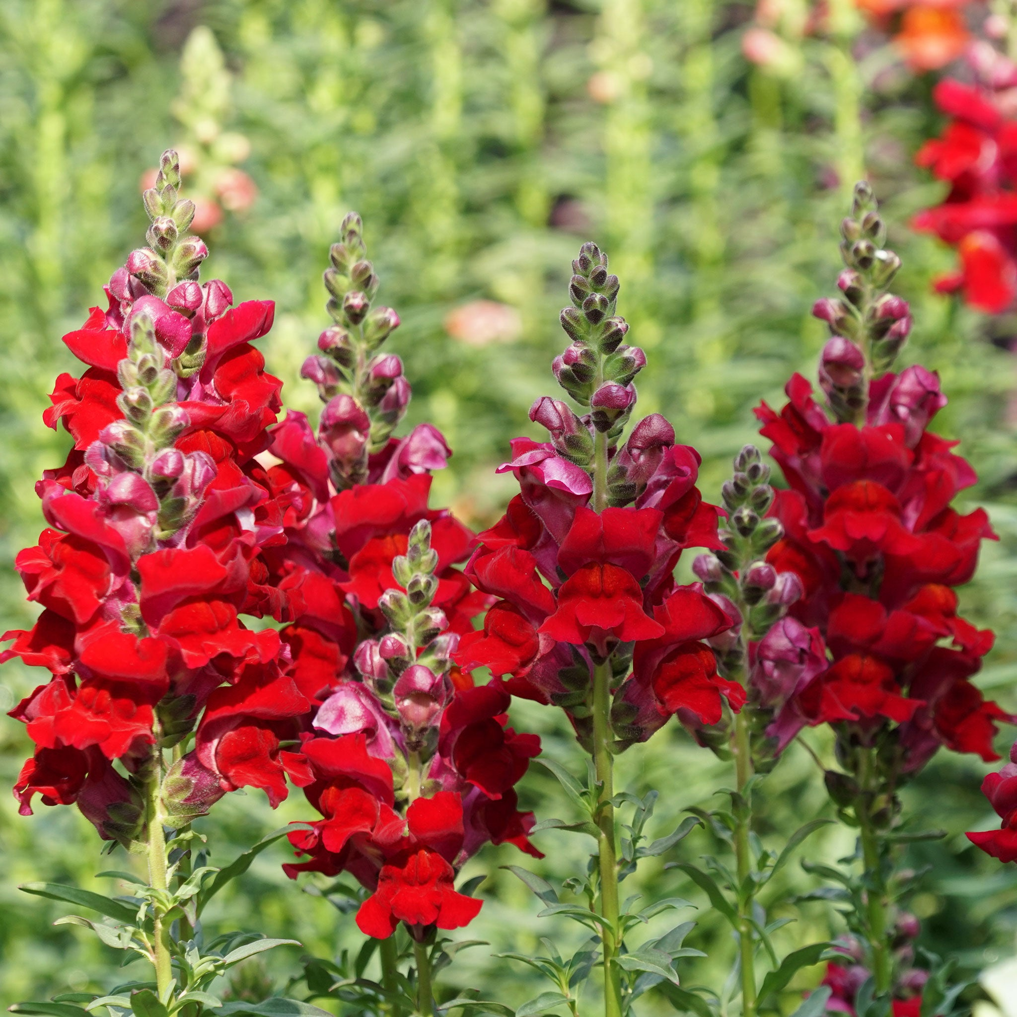Defiance Snapdragon Seeds (Antirrhinum majus) | 1000+ Seeds | Bold Red Blooms for Garden & Cut Flowers