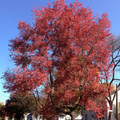10 Seeds Acer Rubrum Northern (Northern Red Maple) for Planting - Fast-Growing, Hardy Tree for Landscaping, Shade & Garden - Red Maple Seeds