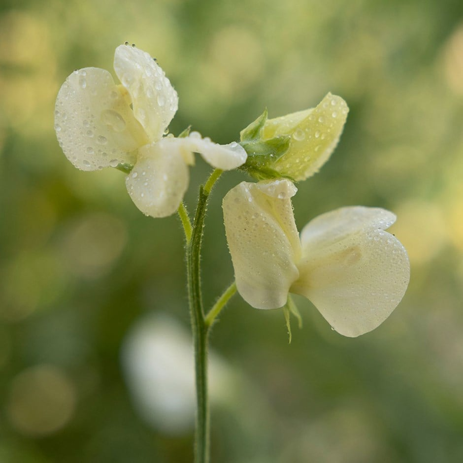 Primrose Sweet Pea Seeds – 50+ Seeds – Rare Pale Yellow Blooms for Trellises, Cottage Gardens, Cut Flowers & Borders – USA