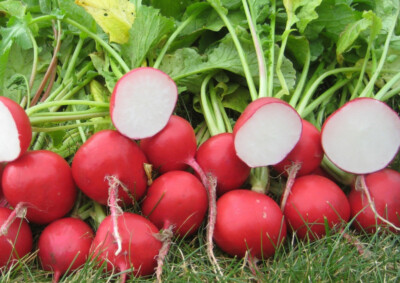 200 Seeds Cherry Belle Radish - Raphanus sativus | Quick-Growing Crunchy Red Radishes