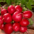 Radish Cherry Belle Seeds – 1g for Planting, Heirloom Variety, Crisp & Mild, Fast Growing, High Yield, Garden Container