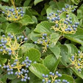 Arrowwood Viburnum Bush | Live Bare Root Plant | Fast-Growing Wildlife Habitat with White Flowers & Edible Blue-Black Fruits