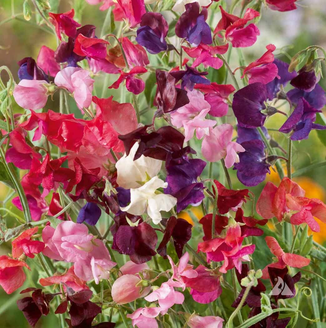 50 Seeds COLORFUL CLIMBERS Mix - Morning Glory, Sweet Pea, Nasturtium Vines, Non-GMO, Fast-Growing, Perfect for Vertical Gardens & Trellises