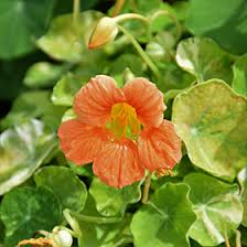 Tropaeolum majus Alaska Apricot Nasturtium Seeds – 50+ Variegated Foliage & Peach Blooms for Garden and Containers