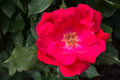 Rose Bush ‘Knock Out Red’ | 3 Live 6” Unrooted Cuttings | Hardy, Disease-Resistant, Fast-Growing, Continuous Blooms, Easy-Care