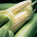 Corn Silver Queen Hybrid Sweet Seeds – 5g for Planting, Tender Juicy, High Yield, Early Maturing, Garden & Field, Non-GMO