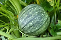 Round Zucchini Summer Squash Seeds – 1g for Planting, Heirloom Variety, High Yield, Fast Growing, Tender & Mild, Great for Garden Containers