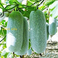 Wax Gourd Wintermelon Seeds – 10 Seeds for Planting, Heirloom Variety, Large Mild, High Yield, Long Storage, Garden & Trellis