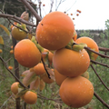 5 Japanese Persimmon Seeds (Diospyros kaki) - Edible Fruit Tree, Sweet, Nutritious Fruit for Garden or Orchard - Non-GMO, Easy to Grow