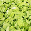Edible Amaranth White Light Green Seeds – 500mg for Planting, Tender Leaves, Fast Growing, Garden & Container, Heirloom Vegetable
