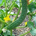 20 Seeds Suyo Long Cucumber - Cucumis sativus | Sweet, Crisp, and Burpless Heirloom Variety