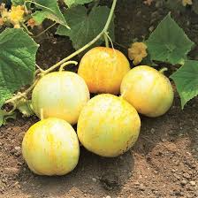 50 Seeds Lemon Cucumber (Cucumis sativus) – Crisp, Refreshing, and Mildly Sweet