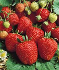 Seascape Ever Bearing Strawberry Plants Bare Root, Fragaria × ananassa, High-Yield Sweet Berries