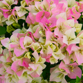 Imperial Thai Delight Bougainvillea Starter Plant - Well Rooted Live Plug, Evergreen Shrub, Light Watering, Full Sun, Tropical Beauty