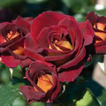 4 Dark Night Rose Cuttings Red & Pink Blooming Bush Perennial (6” Tall)