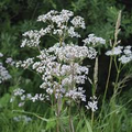 400 Seeds Anise, Pimpinella Anisum, Aromatic Herb for Culinary and Garden Use