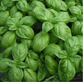 25 Seeds Sweet Basil (Ocimum basilicum) | Aromatic Herb for Cooking, Pesto & Salads | Easy to Grow, Heirloom, High-Yield Herb Plant