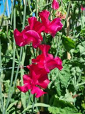 Evie Jones Sweet Pea Seeds – 50+ Magenta Pink Blooms – Climbing Flower Vine for Bouquets, Trellises & Cottage Gardens – USA