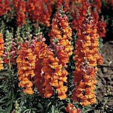 Antirrhinum majus Liberty Bronze Snapdragon Seeds – 1000 Warm-Toned Blooms for Garden & Cut Flowers