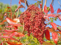 Winged Sumac Seeds – Rhus copallinum – 25 Seeds, Native Shrub, Drought-Tolerant, Pollinator-Friendly, Vibrant Fall Foliage