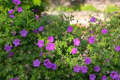 10 Cranesbill Wild Geranium Bare Roots – Organic Native Wildflower, Medicinal, Pollinator-Friendly, Hardy Perennial for Sun & Shade