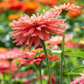 Señorita Zinnia Seeds – 100+ Bright Fuchsia Blooms – Bold Cut Flower for Pollinator Gardens, Borders, Bouquets & Summer Displays – USA