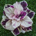 Purple Beauty Calathea Seeds (Calathea sp.) | 25+ Seeds | Exotic Tropical Foliage for Home & Garden