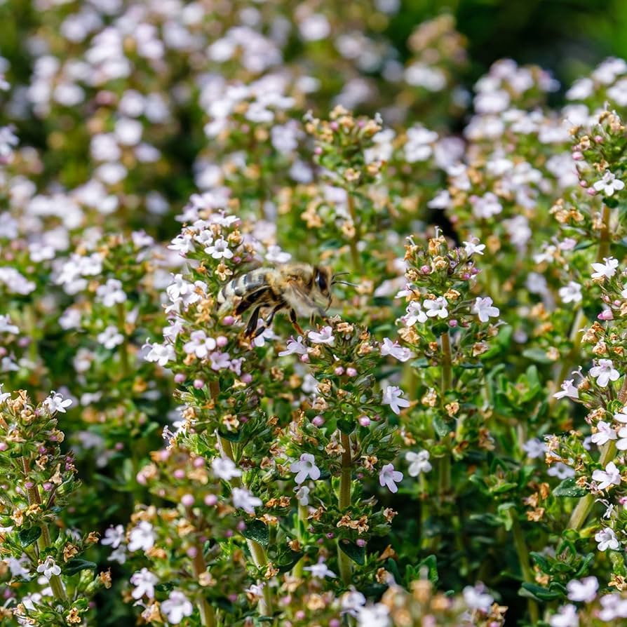 Thyme Seeds – 100mg for Planting, Heirloom Variety, Fragrant Hardy, High Yield, Drought Tolerant, Culinary Medicinal Herb, Garden Container