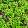 Bibb Butterhead Lettuce Seeds – 1g for Planting, Heirloom Variety, Tender & Sweet, Cold Hardy, High Yield, Fast Growing, Garden Container