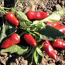 Fresno Chile Hot Pepper Seeds – 250mg for Planting, Medium Heat, High Yield, Great for Salsas, Pickling & Roasting, Garden Container
