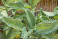 Mother of Thousands (Kalanchoe daigremontiana) – 25 Rare Succulent Seeds | Mexican Hat Plant for Indoor & Outdoor Gardens