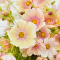 200+ Apricot Lemonade Cosmos Seeds - Rare Pastel Blooms - Easy to Grow Annual for Gardens, Borders & Pollinators